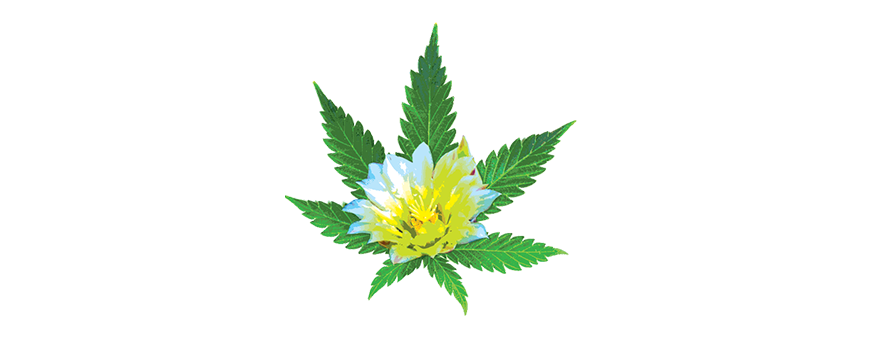 Abonos de marihuana floración venta online - El rincón del cultivador